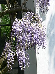A small branch of lilac wisteria flowers in bloom.