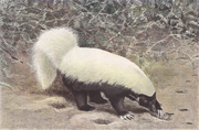 Drawing of black skunk with white back and tail on sand