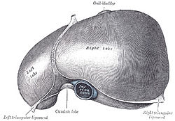 Drawing of the human liver.