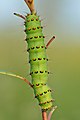 Caterpillar (top view)