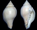 A shell of Turbinella laevigata