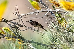 White-fronted honeyeater in a shrub