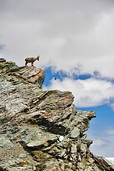 Alpine ibex in Gornergrat, Switzerland