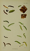Illustration. Larvae in various stages