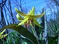 Trout-lily flower in early spring