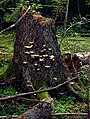Image 4Fungus Climacocystis borealis on a tree stump in the Białowieża Forest, one of the last largely intact primeval forests in Central Europe (from Old-growth forest)