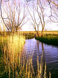 Reeds growing on the banks of the Shannon in Coonagh, traditionally harvested by Coonagh men for thatching