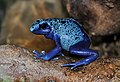 Image 29Blue poison dart frog