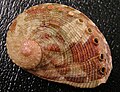 A shell of Haliotis coccoradiata