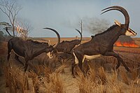The Wooded Savanna: Sable diorama at the Milwaukee Public Museum