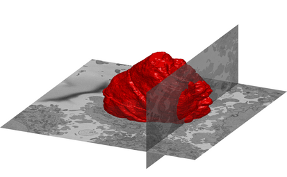 A volumetric surface render (red) of the nuclear envelope of one HeLa cell. The cell was observed in 300 slices on electron microscopy and the nuclear envelope was automatically segmented and rendered. One vertical and one horizontal slice are added for reference.