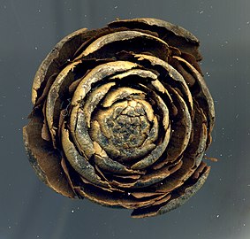 Top view of cone