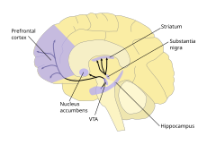 A labelled line drawing of dopamine pathways superimposed on a drawing of the human brain.