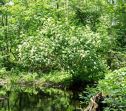 A large elderberry bush along the Wood River