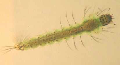 Anopheles larva from southern Germany, about 8 mm long