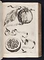 Aurantium sicciore medulla hibernum from Hesperides (1646)