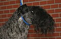 Kerry blue terrier with black mask. Although the coat on the body has lightened in color in a process known as "clearing" or "greying", the mask has retained its original color.
