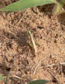 Third instar female