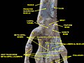 Wrist joint. Deep dissection.Anterior, palmar, view.