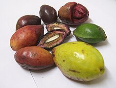 Fruits at various stages of ripeness: one cut open to reveal the edible kernel within the hard endocarp, and another partially opened to reveal the fleshy mesocarp surrounding the fibrous inner layers