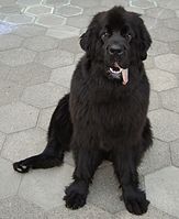 Many Newfoundlands are known to drool in excess, especially in warmer climates or on hot days