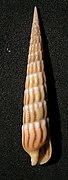 Myurellopsis undulata