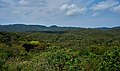 Subtropical forest of Yanbaru National Park