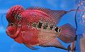 The flowerhorn cichlid is a man-made hybrid that has recently gained popularity among aquarists, particularly in Asia.