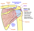 Human shoulder joint, back view