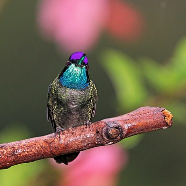 Male showing its bright colors