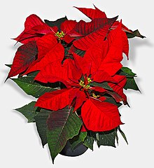 A potted plant sits against a white background. Its terminal leaves are crimson red, while the others are dark green.