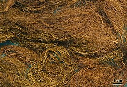 a thick mat of long, auburn, hairlike strands