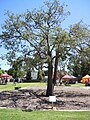 Kurrajong tree relocated to the park in January 2020