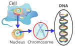 Location of nuclear DNA within the chromosomes