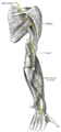 The suprascapular, axillary, and radial nerves