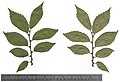 Pressed leaves of U. pumila 'Pendula', August