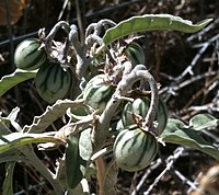 Berries of Solanum elaeagnifolium.