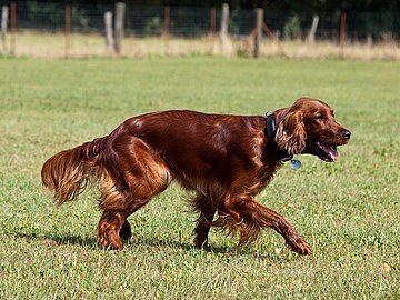 The Irish Setter was bred for hunting