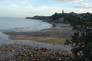 Looking down on Murrays Bay beach at low tide