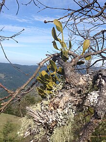 "Phoradendron tomentosum" growing on "Quercus garryana" in Berry Point, CA