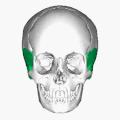 Position of temporal bone (green). Animation.