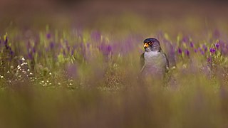 Amur falcon male in a bed of grass