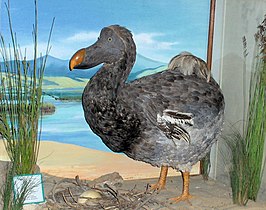Dodo on display at the museum