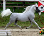An Arabian stallion