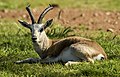 A goitered gazelle.