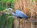 Great Blue Heron on Estabrook Park Pond