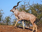 Brown bovid with white stripes