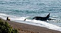 Orca beaching to capture sea lion