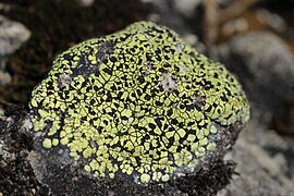 Rock with greenish crust, marked with myriad black lines and small raised black dots