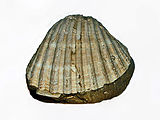 Fossil of Anthocardia tuberculata, Pliocene, Asti (Italy)